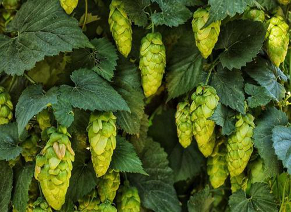 Microbrewery hops